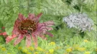 花と蝶