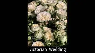 Вікторіан Ведінг/Victorian Wedding #троянди#саджанцітроянд#victorian_wedding_rose