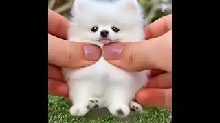 dog slime funny🥰#dog #slime #asmr #shorts #foryou