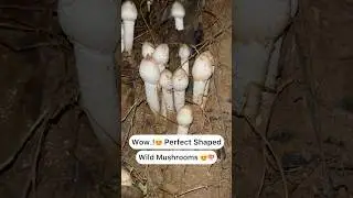 Perfect shaped wild mushrooms 😍😍🍄&zwj;🟫 Wow..!😍🍄