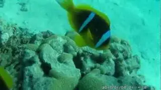 Nemos