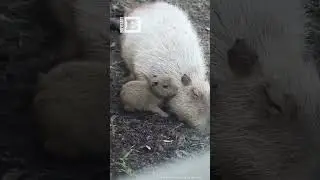 Capy-baby! First Baby Capybara 