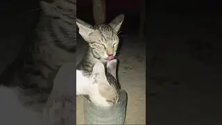 My cute little baby cat #desert #animals #desertadventures #nature #viral #cat #catlovers