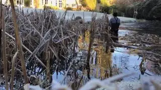 Bulrush Clearance