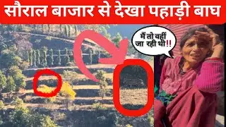 सौराल बाजार से देखा पहाड़ी बाघ Leopard | Jim Corbett 
