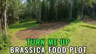 Brassica Food Plot  TURN ME UP