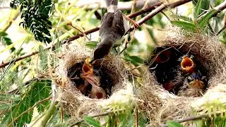 In field bird get grass to made nest | Momie's bird feed food