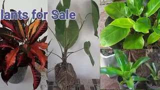 PlantSale 5  ❤️ 🙏  | විසිතුරුපැළ විකිණීමට | Moonlight | Bromilia | Begonia | Anthurium....