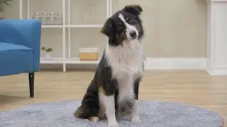 Four Paws Dog Grooming Supplies | Chewy