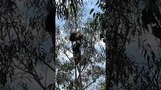 Wild koalas mating
