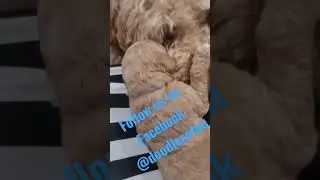Puppy and Mommy #doodle #puppy #goldendoodle #puppies #dog #cute #cutepuppy #cuddle #cutedogs #love