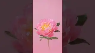 #blooming #bloomingnature #bloomingflowers #bloomingflower #shorts