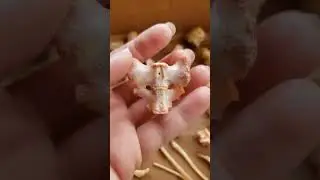 Cleaning and drying opossum bones for jewelry.