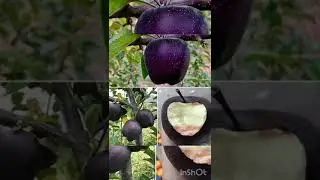 World History- Black Diamond apples only found in Tibet, They are sweeter than regular apples.Tibet