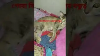 বন্ধুত্ব #nature #multifaceted #i #comedy #monetization #my #monkey #travel