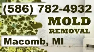 Mold Removal Macomb MI (586) 782-4932 | Mold Remediation Macomb Michigan
