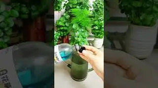 flowers and plants to grow again. If you want the leaves to be green and the root system