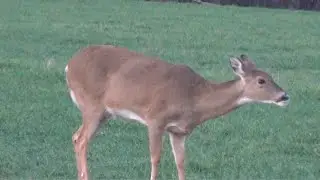 Doe with Subsonic 300 Blackout