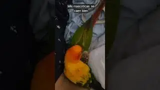 love.  #birdsofperu #musicanddance #birdlove #birdsofcolombia #parro #conure #pets #sleepybird