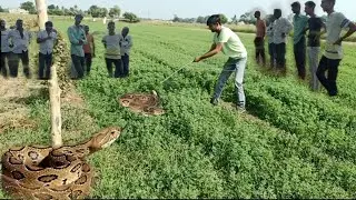 એશિયા નો સવથી ખતરનાક સાપ (ખડ ચિતરો) (Russells vipers)