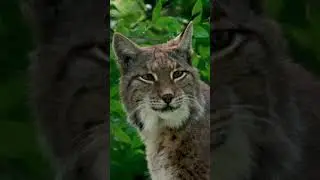 #shorts #lynx predator dangerous video hd #Pls Like My Video And Subscribed My Channel ..