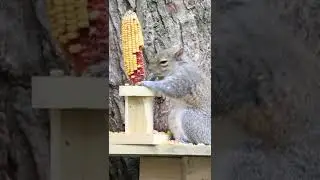 Squirrel Eating Corn 🌽| #shorts