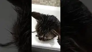 Кот ждал водных процедур. Но он не знал, что при борьбе с блохами, нужно стоять намыленным 15 минут.