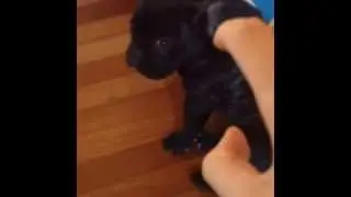 bulldog ftances , shark attack