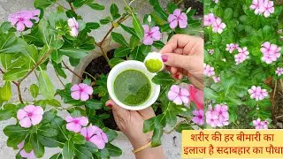 चेहरे को कभी बूढ़ा नहीं होने देंगी यह दो सदाबहार पत्तियां | 50 की उम्र में 20 साल की तरह जवान दिखोगे