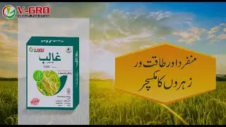 Ghalib Herbicide | Powerful Weed Control for Rice Crops | V-GRO Group
