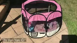 Pop up tent- dog play pen- safety dog pen- travel dog pen - indoor/outdoor dog pet pen - Chi Yum Yum