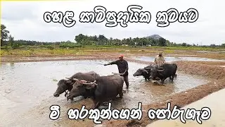 හෙළ සාම්ප්‍රදායික ක්‍රමයට මී හරකුන්ගෙන්  පෝරුගෑම | Traditional paddy cultivation in sri lanka