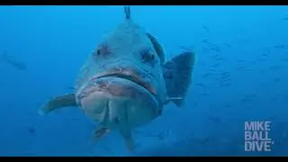 3 Night Fly Dive Cod Hole | 20-23 October2025
