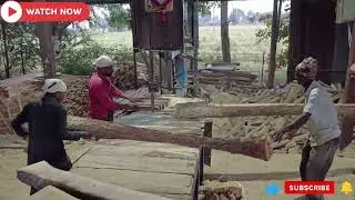 Amazing Wood Cutting Sawmill I Skilled Teamwork For Cutting Wood at Bandsaw mill I Dangerous Job