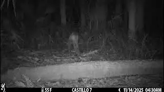 Florida Panther & Bobcat