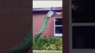 peacock flying #youtubeshorts