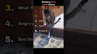 Cats That Took It Way Too Far 🐱