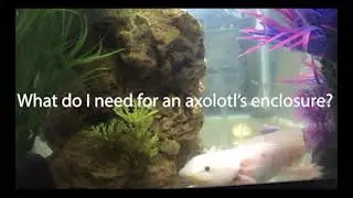 Axolotl Tank Setup