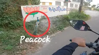 Wild peacock spotted