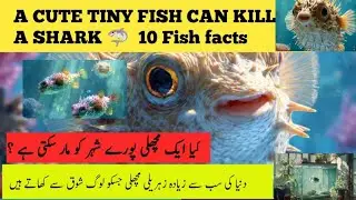 10 Pufferfish Facts That Actually Exist | Deadliest Fish in the Ocean