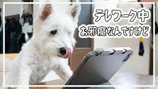 テレワーク最高！ただし【ウエスティとマルプー】がいればね！