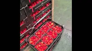 #Western International Market London Ub2 5xj UK #fruit #vegitablemarket #viralreels #youtuber #viral