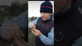 O solanina!