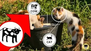Should cats drink MILK? (Surprising Facts - for all cat owners)