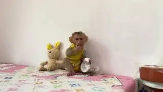 Cute baby mnkey look vry lovely