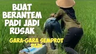 GAGAL SEMPROT PADI 
