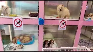 Pets Shop In Dubai - 0528111169 #dubai #petsindubai #puppiesindubai #dubaipets #uaepets #petholicks