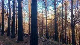 Incendio de Herv&aacute;s