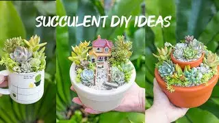 5 Succulent DIY ideas| 5 Ý tưởng trang trí sen đá cực dễ| 多肉植物| 다육이들 | Suculentas