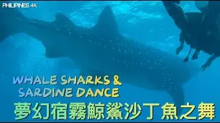 Whale Sharks & Sardine Dance｜夢幻宿霧鯨鯊沙丁魚之舞｜Philippines Island 4K